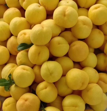 [黄金蜜桃批发]黄金蜜2号价格3.50元/斤 - 一亩田