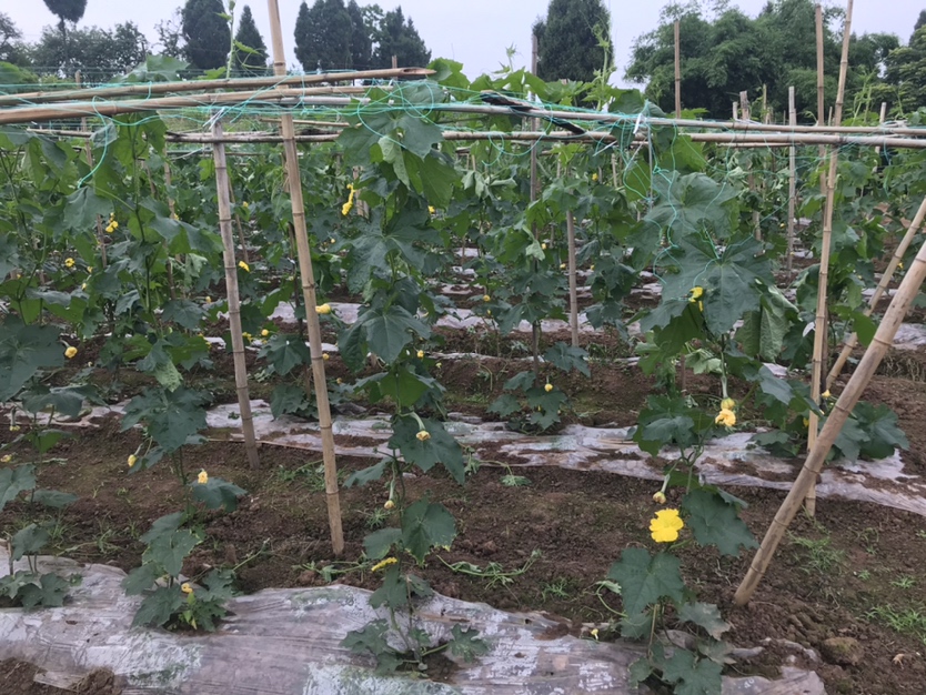 丝瓜花对比图
