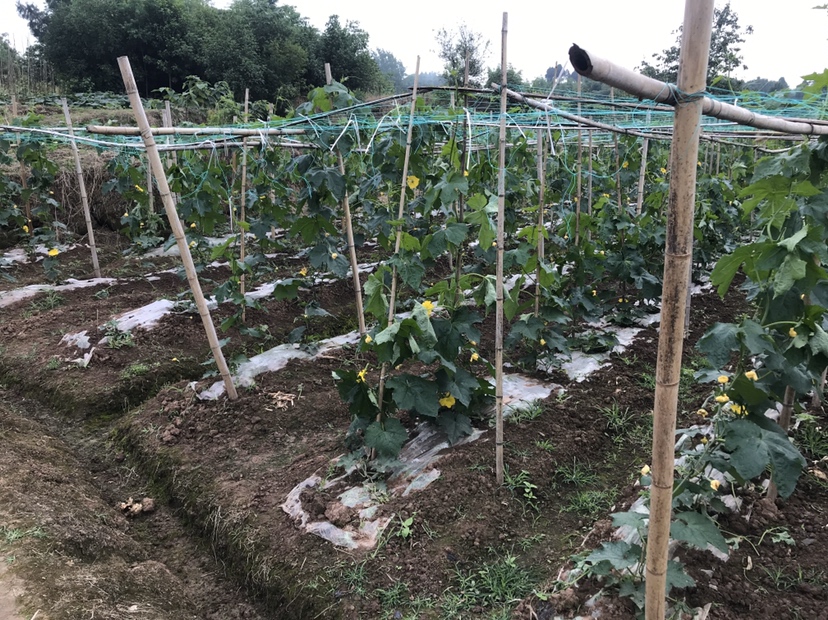 丝瓜种植田间管理现场,农户正在进行搭架和引蔓操作 丝瓜种植田间管理