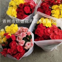 丽格海棠，多色可选，质量上乘，种植基地，一手货源