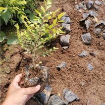 金叶榆，营养钵苗，一手货源，种植基地，大量有货