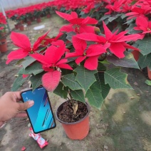一品红，大量有货，基地直发，一手货源，批发