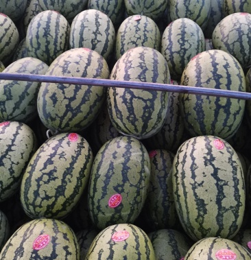 甘肃靖远硒砂瓜月底上市