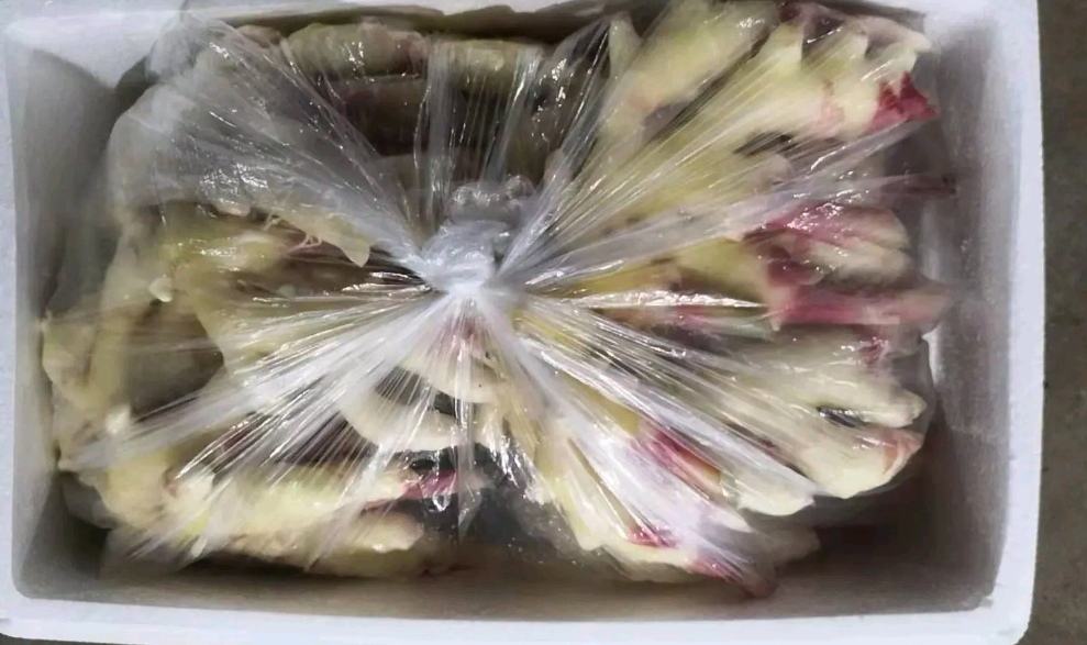 切开的新鲜生姜放置在白色背景上，一侧为裸露切面，另一侧用透明保鲜膜紧密包裹，旁边配有厨房纸巾和密封保鲜盒