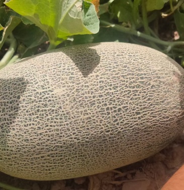 [伽师瓜批发]伽师瓜价格5.00元/斤 - 一亩田