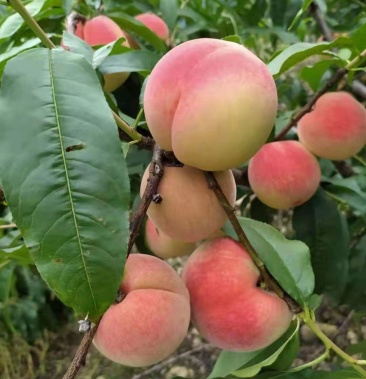 皮球桃,囗感好,质量好,果面干净