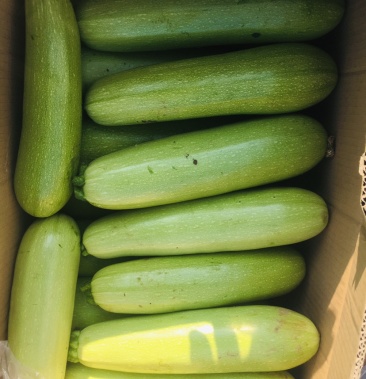 [绿皮西葫芦批发]油葫芦价格0.70元/斤 - 一亩田