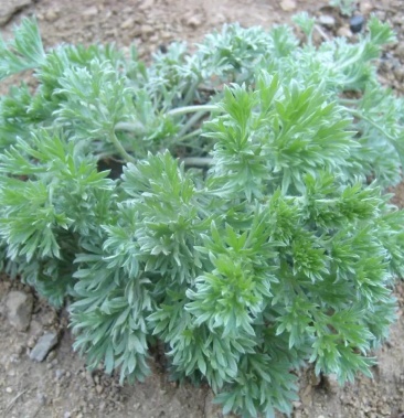 茵陈棉茵陈优质中药材原产地招募药企光临指导