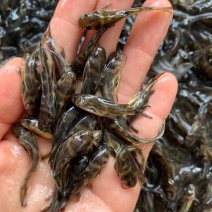现货杂交黄骨鱼苗黄颡鱼苗黄鸭叫昂刺鱼黄辣丁汪丁活鱼苗淡水