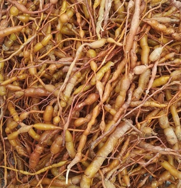 [虎刺批发]纯野生鸡筋参,拍前联系,量多可谈价格30.00元/斤 - 一亩田