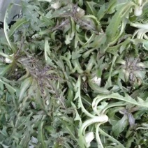 蒲公英茶，干货