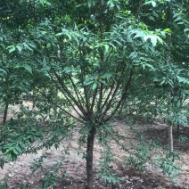 菊花碧桃