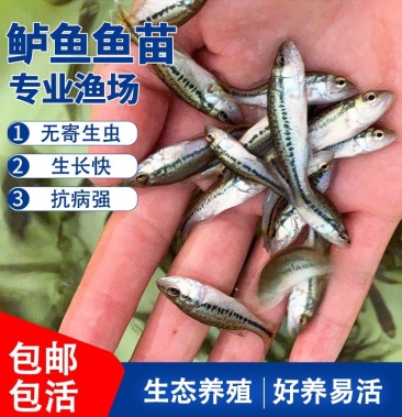 [加州鲈鱼苗批发]现货包邮淡水鲈鱼苗加州鲈鱼苗大口黑鲈鱼苗包邮论斤