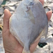 银鲳鱼！腌制咸鱼干蒜瓣肉保质保量产地直发一手货源