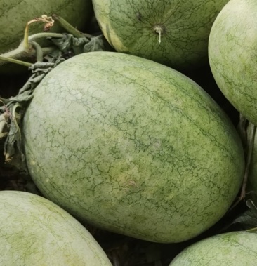 [西瓜批发]西瓜绿之秀价格0.70元/斤 - 一亩田