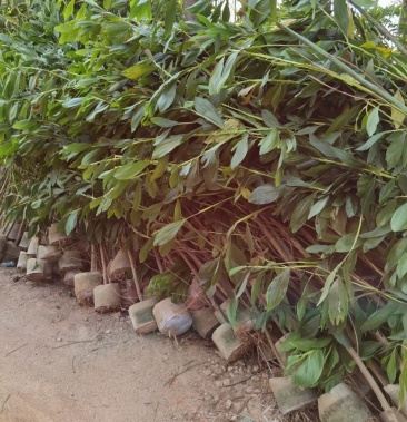 [相思树批发]马占相思价格15.00元/棵 - 一亩田