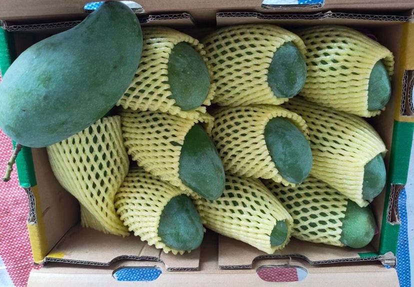 桂七芒包装与切开剖面