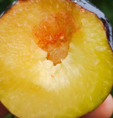 [黑布林李子批发]紫琥珀黑布李价格0.80元/斤 - 一亩田