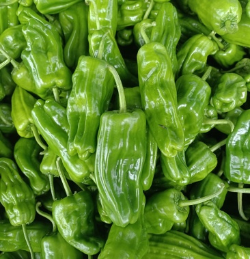 现在每天卖5000 公斤薄皮黄壳苏椒.