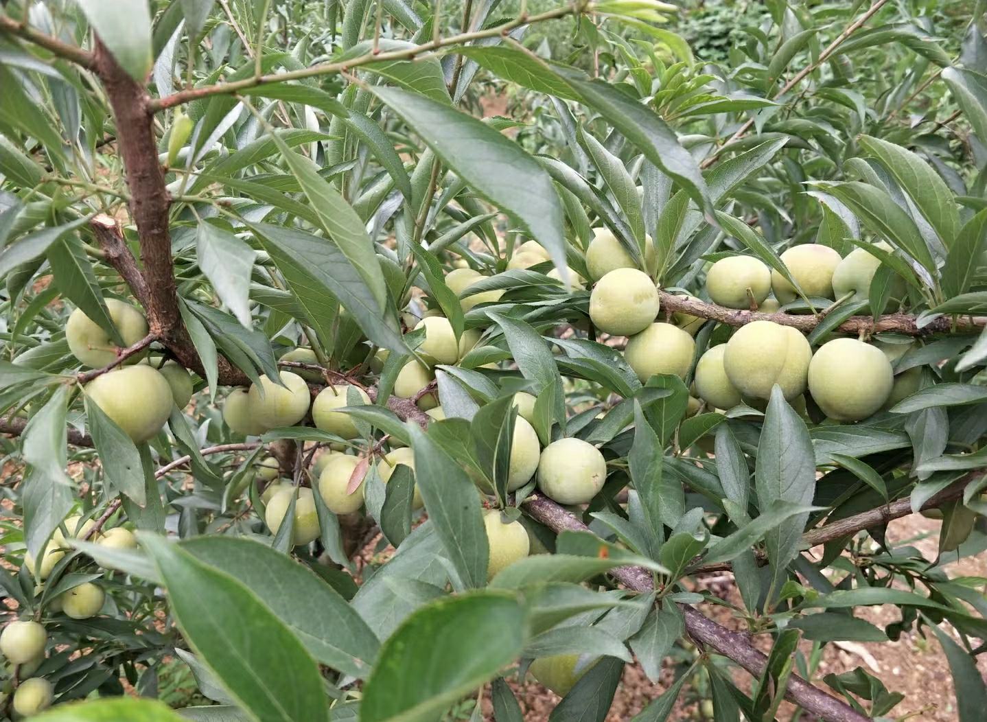 一片阳光充足的青脆李子种植园,树上挂满成串的青绿色李子果实,叶片翠绿有光泽,农民正在手工采摘成熟果实,地面铺设反光膜以提升果实着色均匀度 青脆李子果园实景