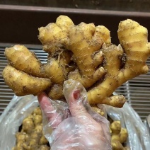 河南优质生姜优质小黄姜，产地直发，全国发货，货真价实