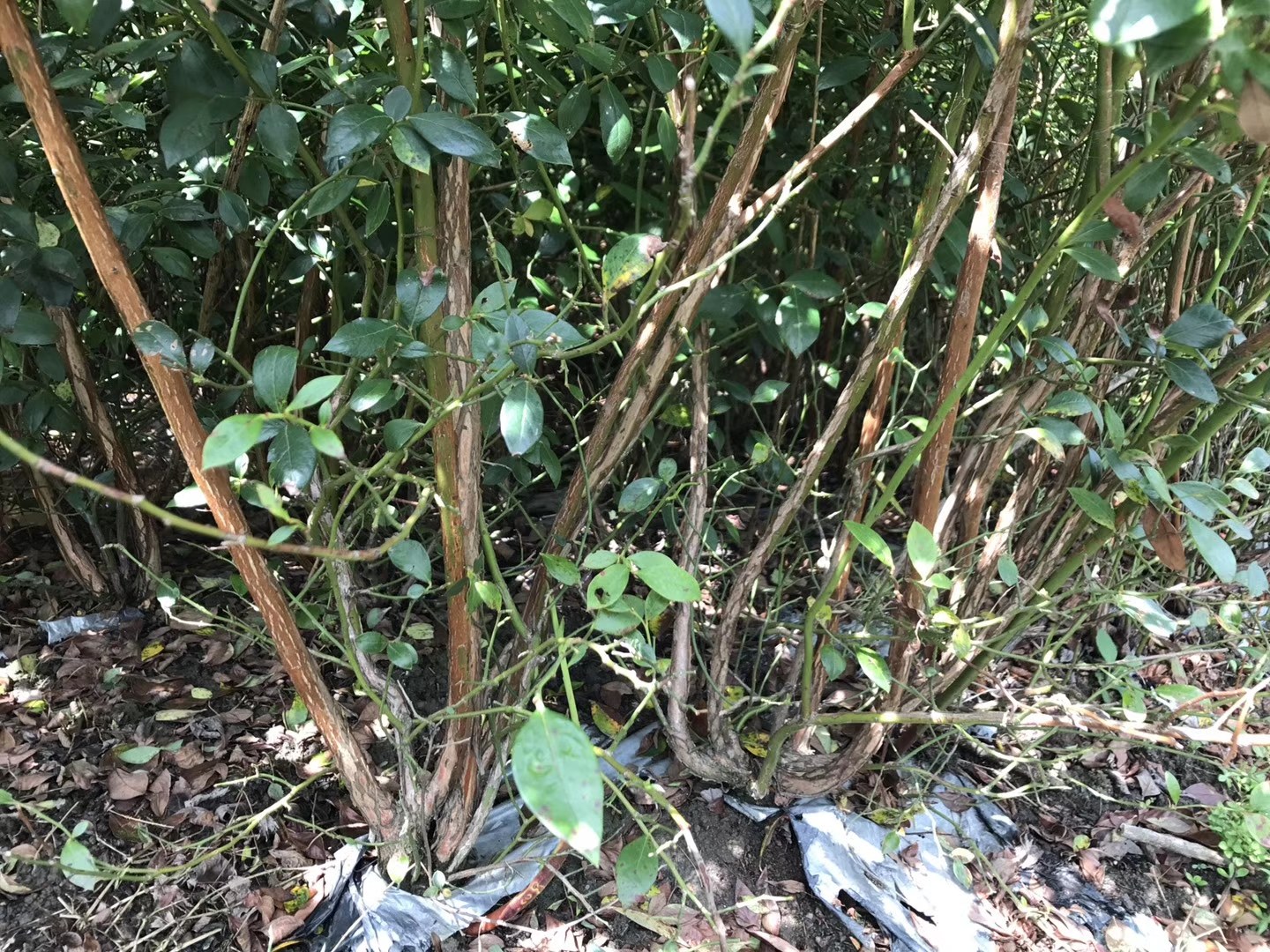 蓝莓树的整体外观