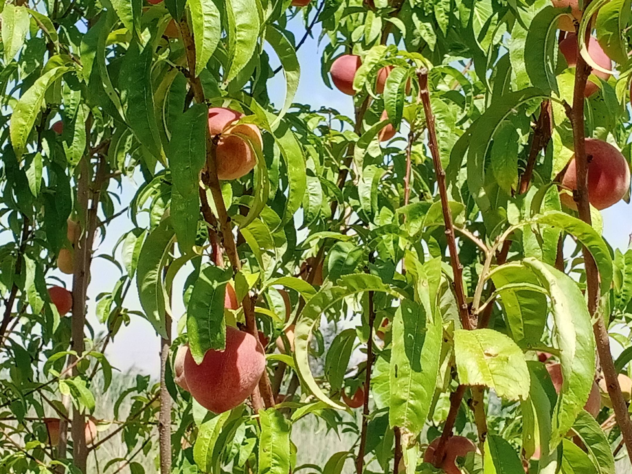 一群游客在生态桃园中体验采摘乐趣,手中提着装满新鲜突围桃的竹篮,孩子们笑容灿烂,阳光透过树叶洒落在果实上,营造出温馨自然的氛围 果园采摘场景