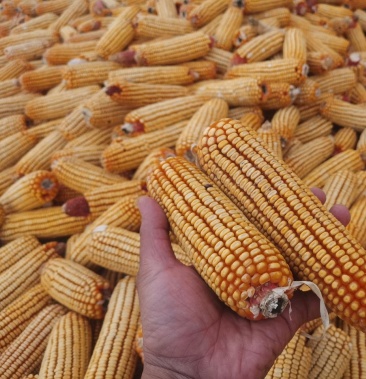 通辽玉米,2021原产地收购,欢迎各地客商合作共赢