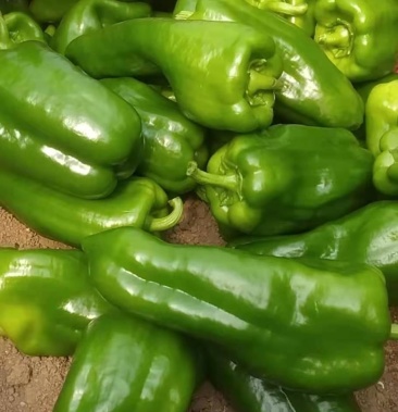 山西鲜辣椒,优质青椒大量上市直销,量大从优 欢迎咨询