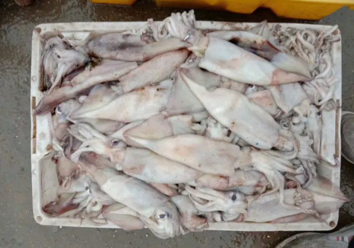 市场中售卖的鱿鱼制品