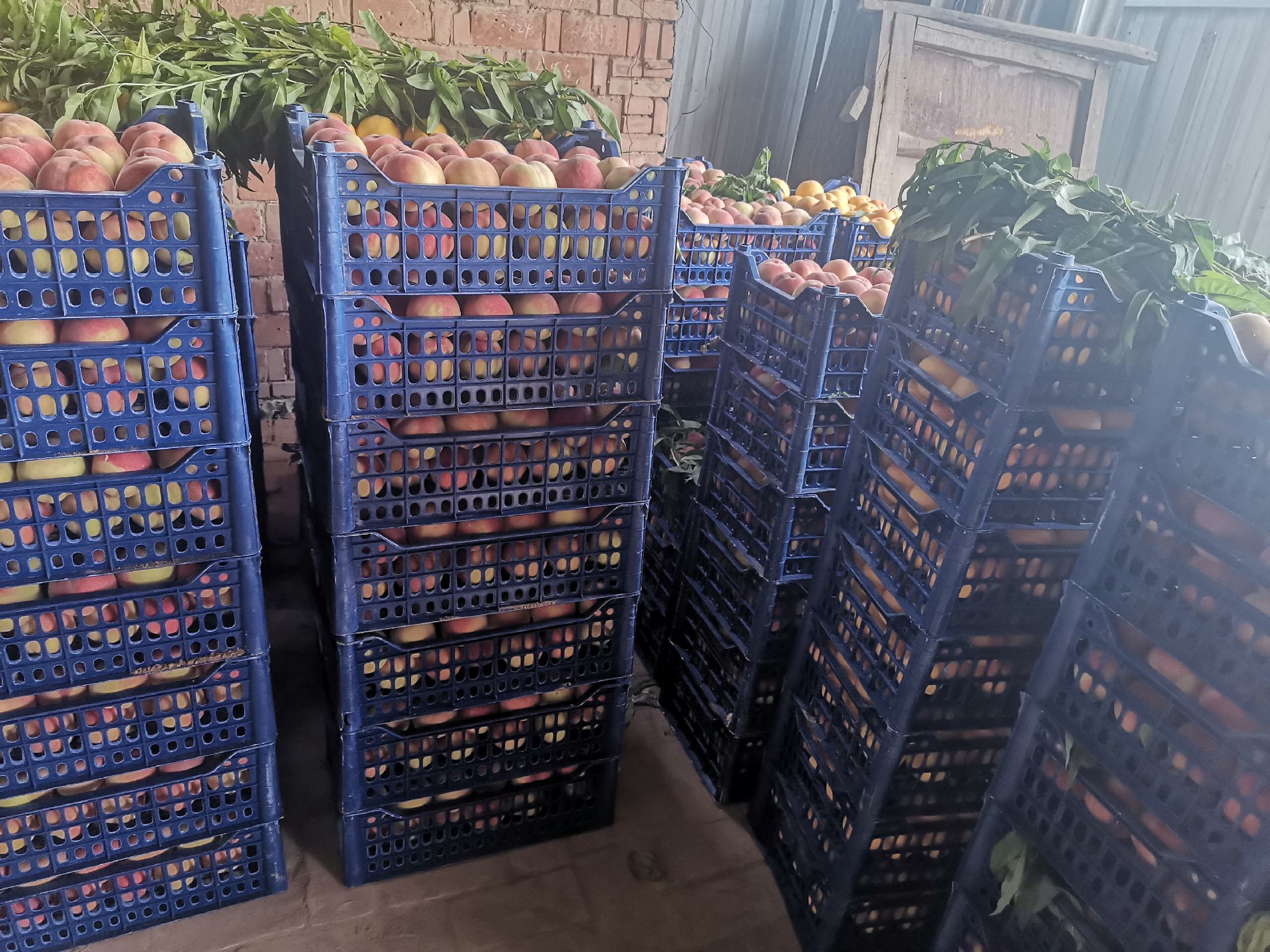 采摘工人正在分拣包装突围脆桃