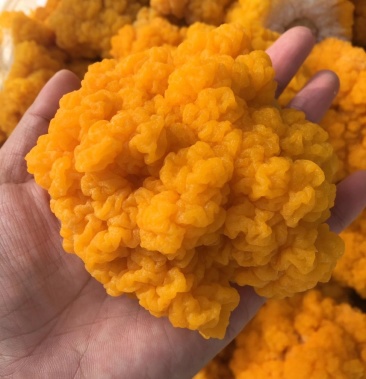 可以吃刺身的新鲜金耳菌
