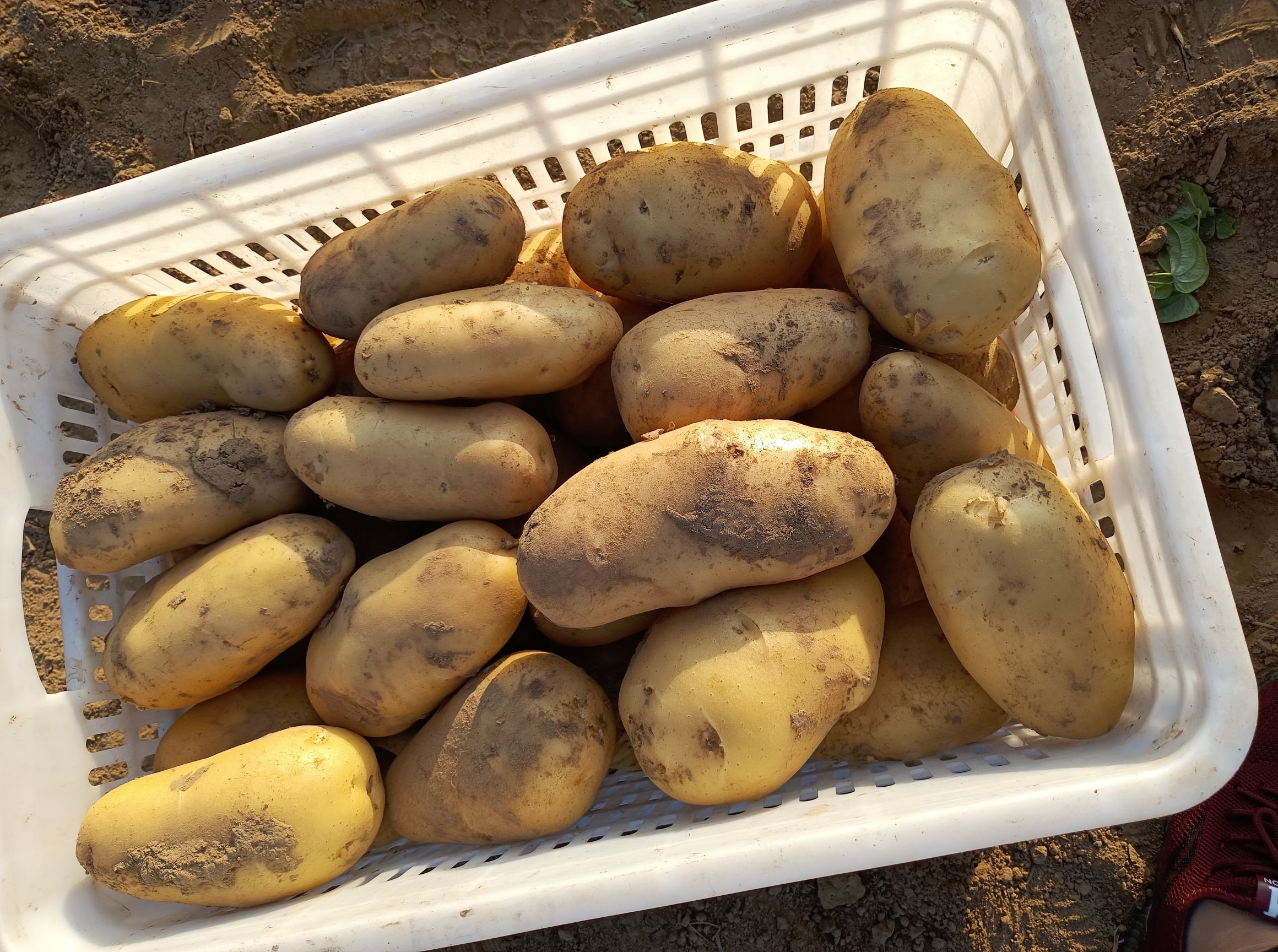 荷兰十五土豆收获现场图