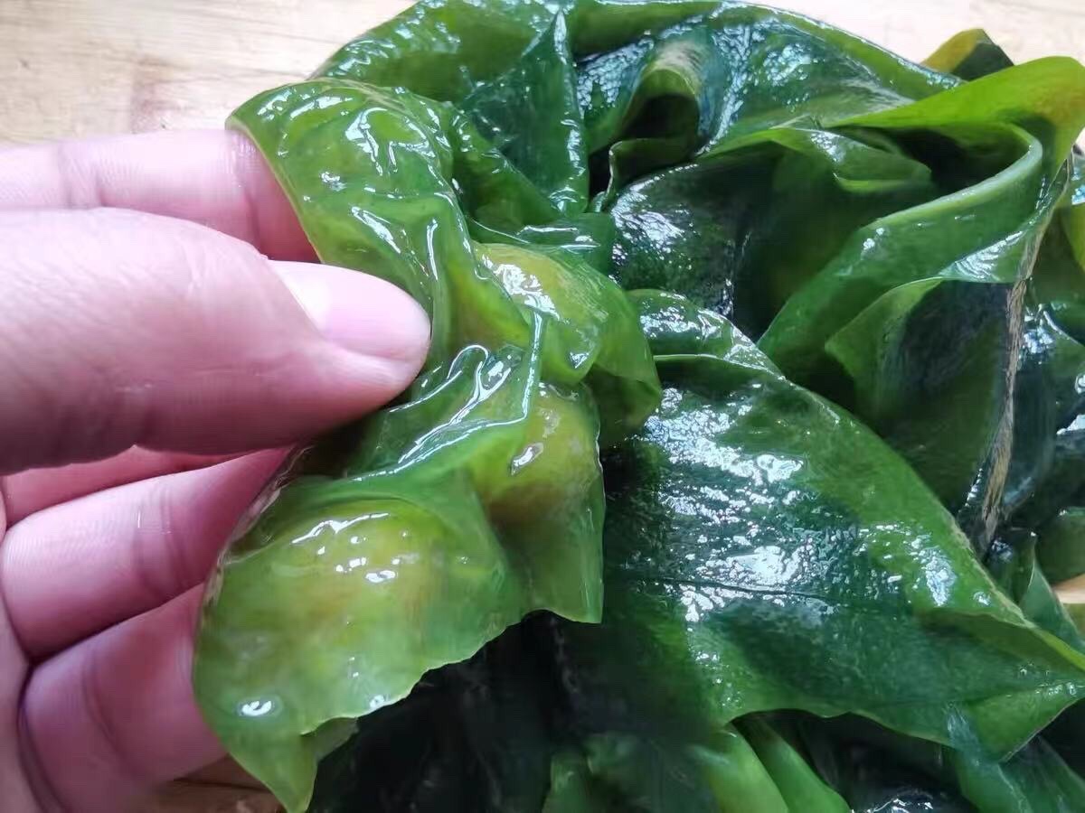 海带不同品种对比图