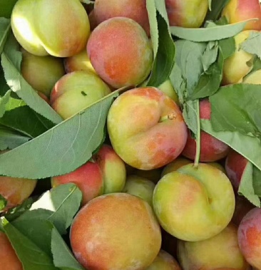 [李子批发]绥中金帅离核李子!上市价格1.50元/斤 - 一亩田