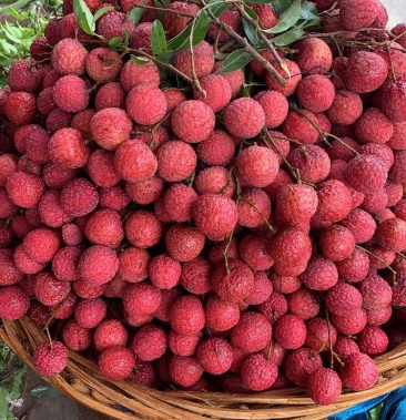 [淮枝荔枝批发]《预售》广东汕头雷岭风花荔枝价格1.50元/斤 - 一亩田