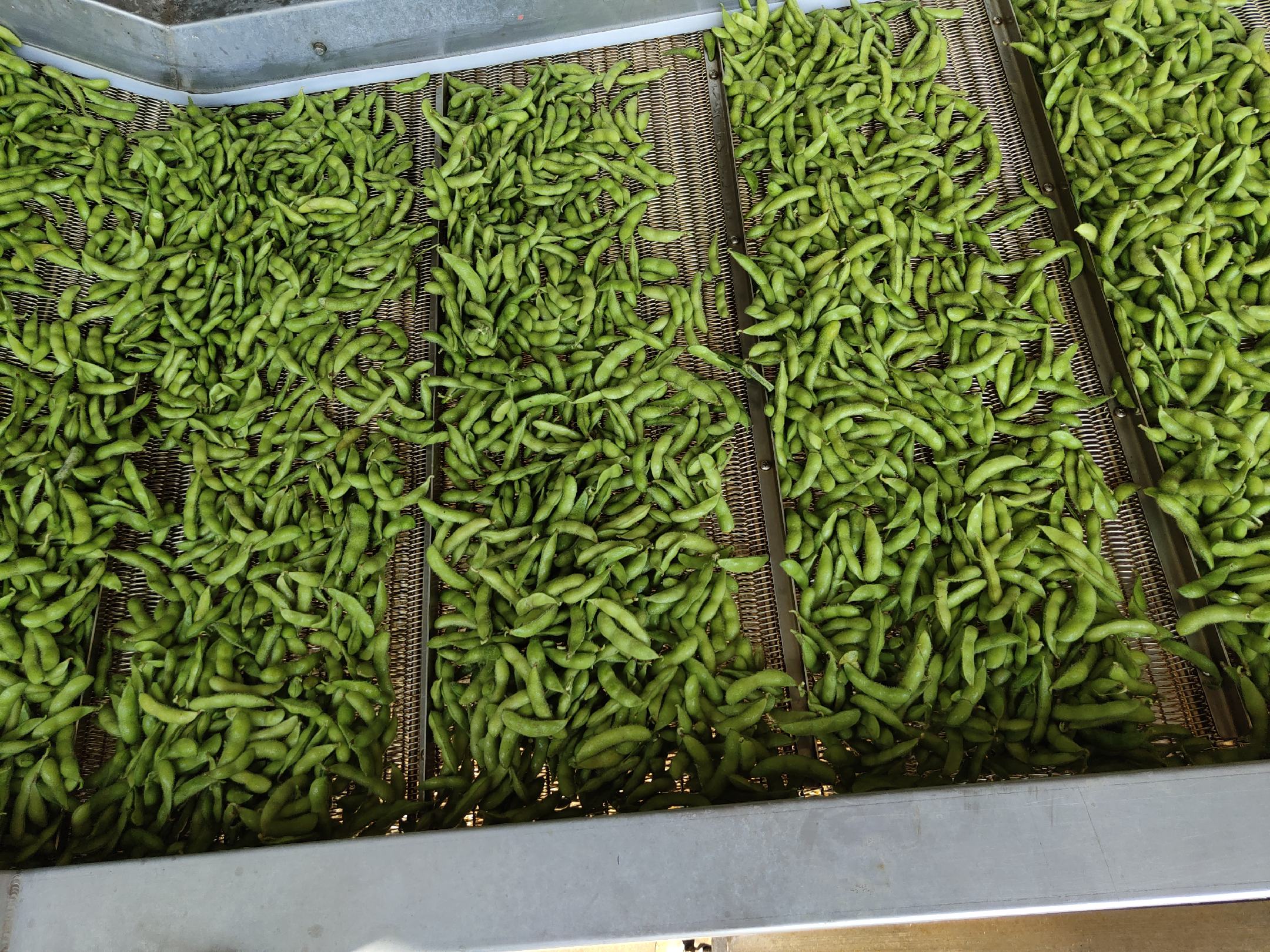 黑眉白扁豆加工生产线示意图