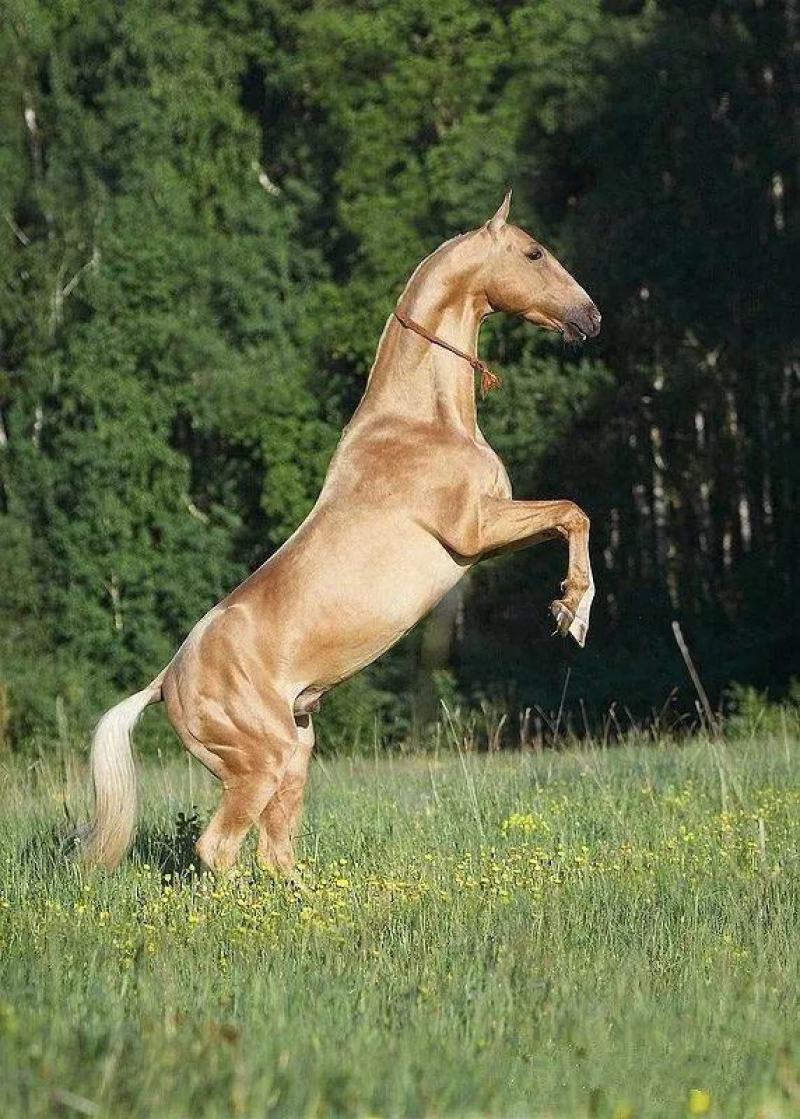 汗血马驹汗血马马