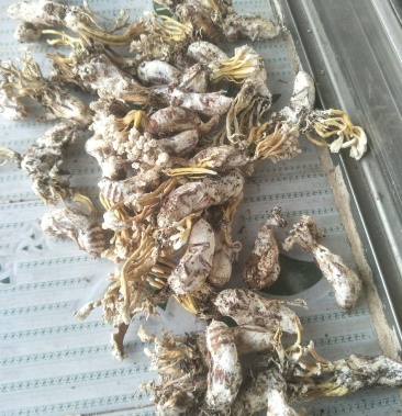 [蝉蜕批发]金蝉花金蝉壳价格160.00元/斤 - 一亩田