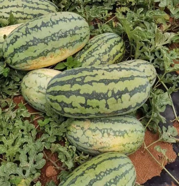 [西瓜批发]绿爽价格0.55元/斤 - 一亩田