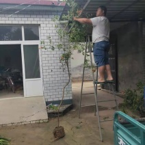 美国灵霄