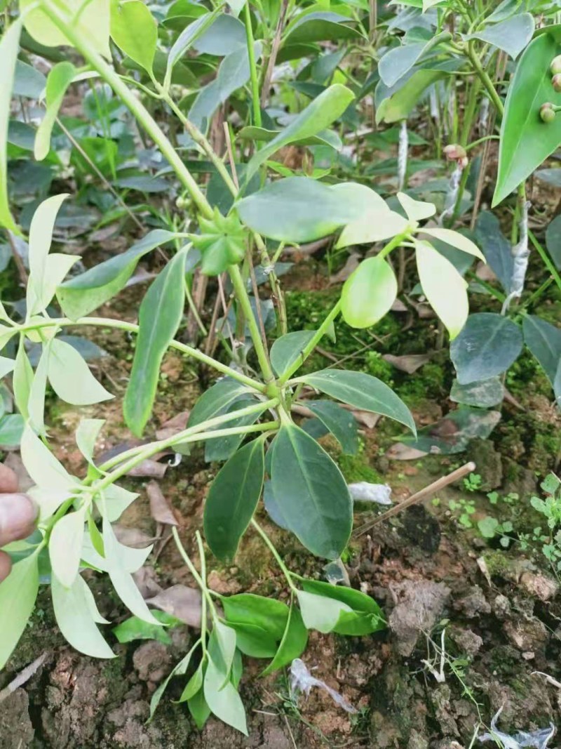广西藤县古龙镇,八角之乡  精品八角嫁接苗