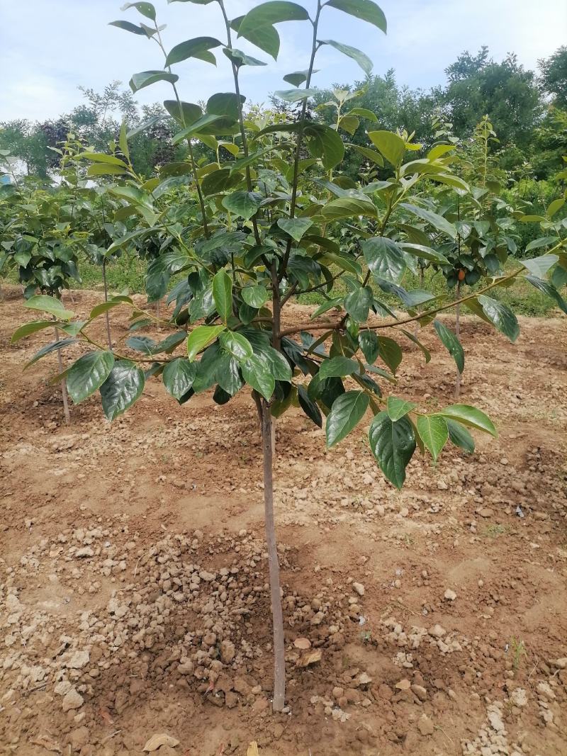 陕西渭南富平县柿子苗 10.00元/棵无菌种植优质