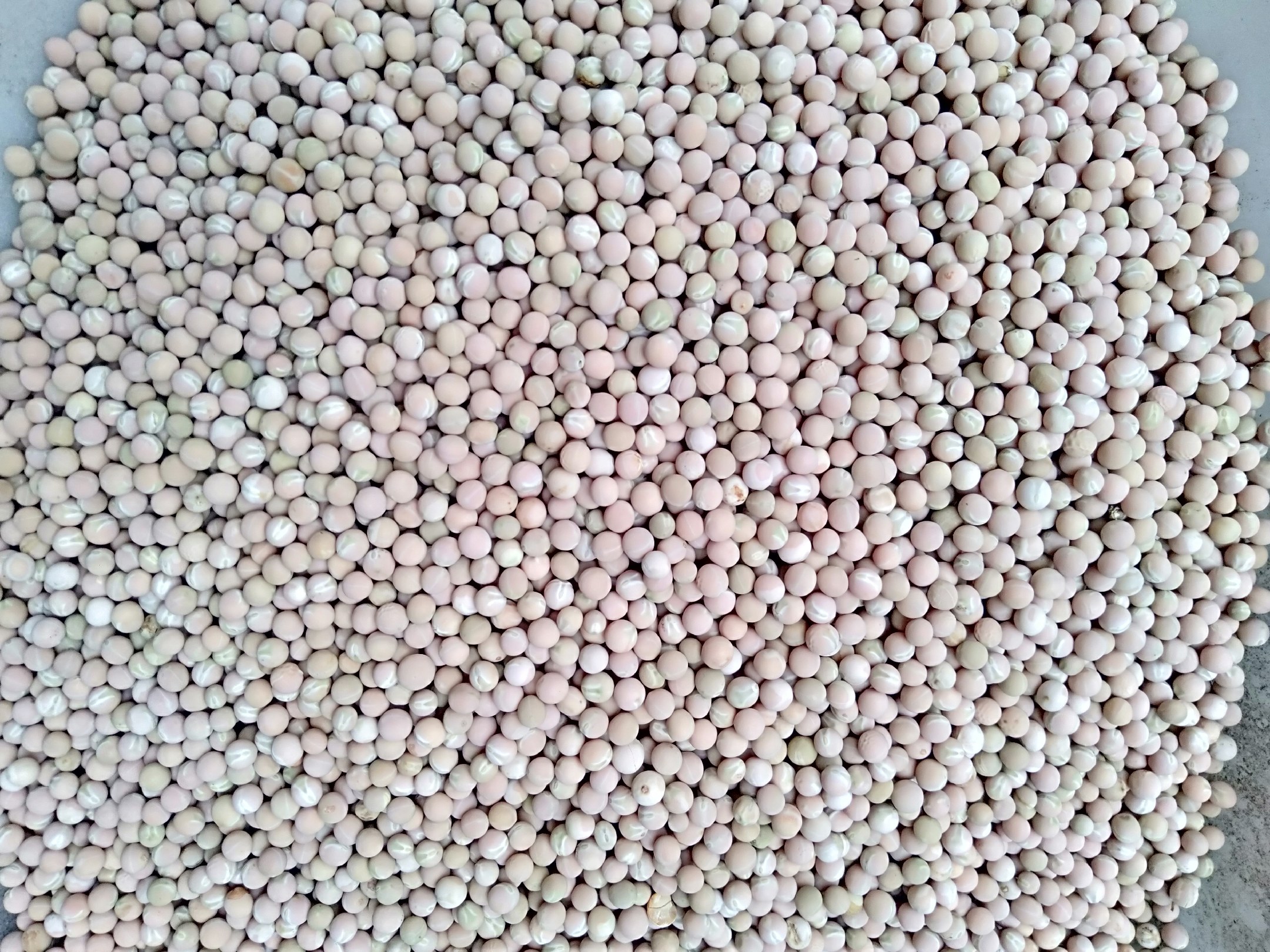 新鲜豌豆与变质豌豆对比