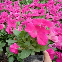 节庆花卉及所