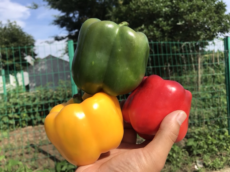 厨房中使用多彩圆椒进行备菜的场景,突出日常生活中的椒色应用 一位主妇正在厨房切红色和黄色的圆椒,案板旁放有绿色圆椒,阳光透过窗户洒入,营造出温馨健康的烹饪氛围