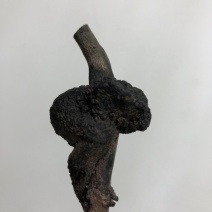 金弹子盆景灌木小精品溜子坨坨碳化桩