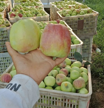 [藤木苹果批发]藤木青苹果价格1.50元/斤 - 一亩田