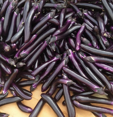 茄子,紫长茄大量供应欢迎采购诚信经营一次合作终生朋友