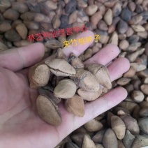 夹竹桃种子林木种籽国产散装四季多年生工程绿化观叶种孑
